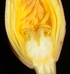 Nymphaea mexicana. L.S. of a closed flower showing a compressed receptacle cup and the apical stigmatic tissue squashed into the central apical residuum, and with the terminating stylar processors crumpled inwards.
 Image: K.A. Ford © Landcare Research 2019 CC BY 3.0 NZ